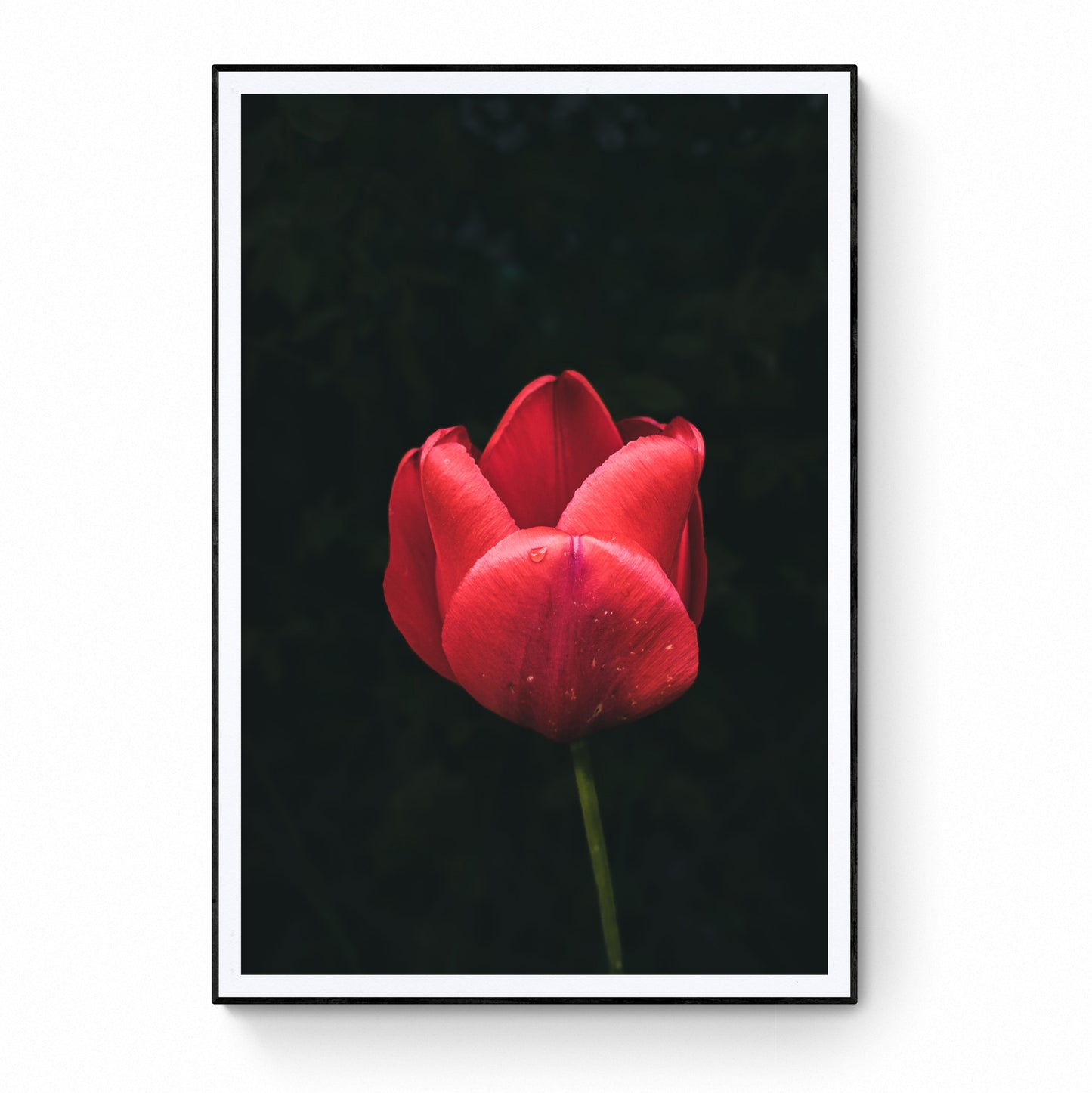 Tulipa